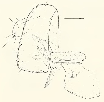 Chamaepsila buccata, male genitalia in lateral view