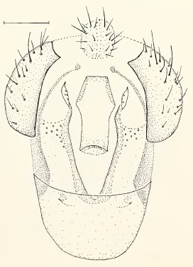 Chamaepsila buccata, male genitalia in ventral view