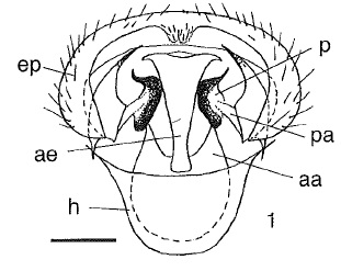 Chamaepsila confusa, male genitalia in ventral view