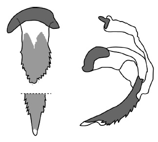 Chamaepsila friedmani, phallus