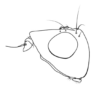 Chamaepsila hebraica, head in lateral view (long)