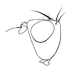 Chamaepsila hebraica, head in lateral view (short)