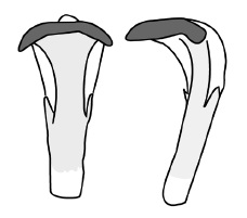 Chamaepsila hebraica, phallus