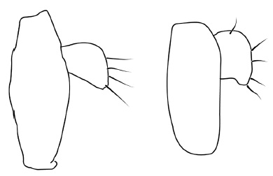 Chamaepsila homochroa, genitalia in lateral view