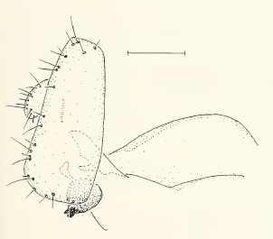 Chamaepsila luteola, male genitalia in lateral view