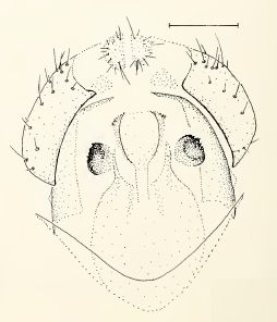 Chamaepsila luteola, male genitalia in ventral view