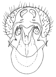 Chamaepsila nigricornis, male genitalia in ventral view
