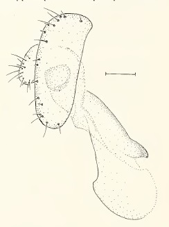 Chamaepsila obscuritarsis, male genitalia in lateral view