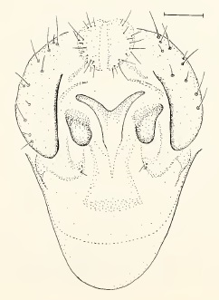 Chamaepsila obscuritarsis, male genitalia in ventral view