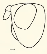 Chamaepsila pallida, head in lateral view