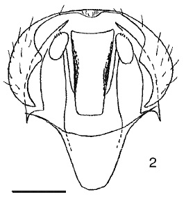 Chamaepsila pallida, male genitalia in ventral view (Switzerland)