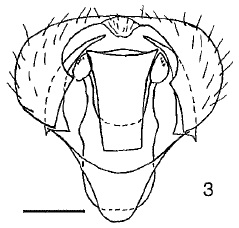Chamaepsila pallida, male genitalia in ventral view (Russia)