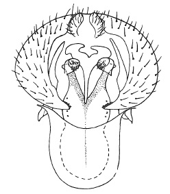 Chamaepsila persimilis, male genitalia in ventral view