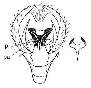 Chamaepsila persimilis, male genitalia in ventral view