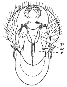 Chamaepsila rosae, male genitalia in ventral view