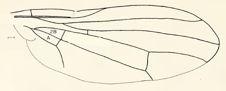 Chamaepsila rosae, wing