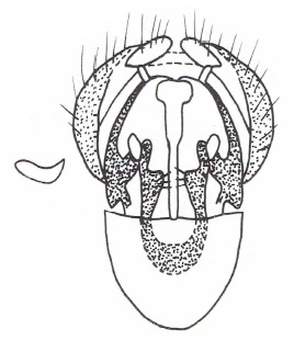 Chamaepsila rozkosnyi, male genitalia in ventral view