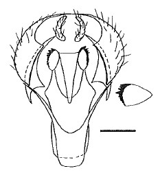 Chamaepsila unilineata, male genitalia in ventral view