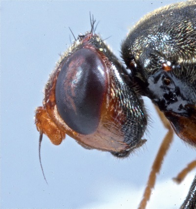 Chyliza leguminicola, head in lateral view