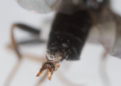 Chyliza leguminicola, male genitalia