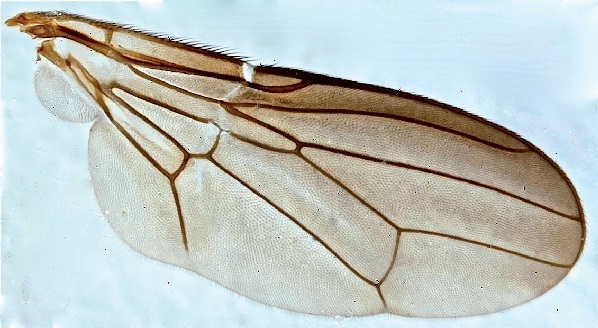 Chyliza leguminicola, wing