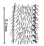 Chyliza leptogaster, male fore tibia