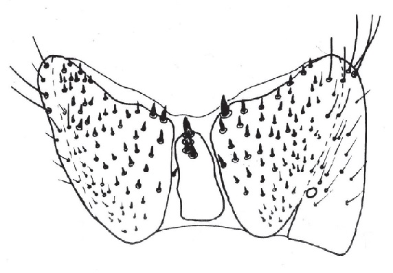 Chyliza leptogaster, male sternite 6