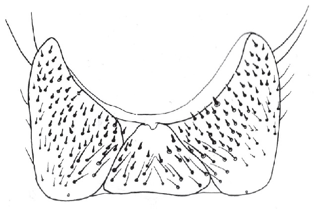 Chyliza nova, male sternite 6