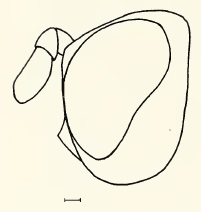 Chyliza vittata, head in lateral view