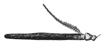 Imantimyia albiseta, antenna