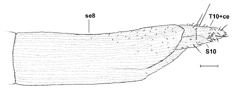 Imantimyia albiseta, ovipositor in lateral view
