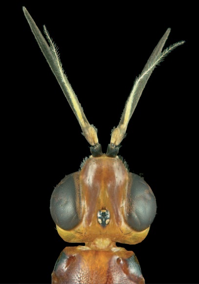 Imantimyia ignyodactyla, head in dorsal view