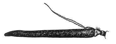 Imantimyia sylvatica, antenna