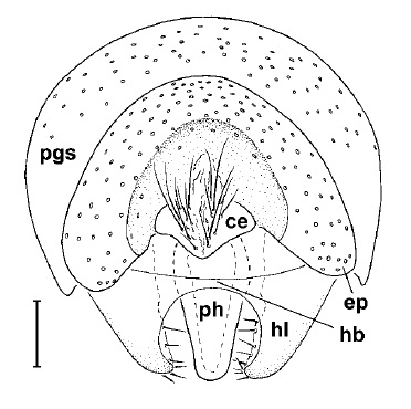 Loxocera (Loxocera) aristata, male genitalia in caudal view