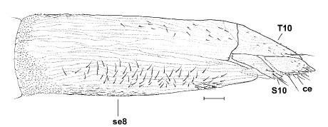 Loxocera (Loxocera) aristata, ovipositor in lateral view