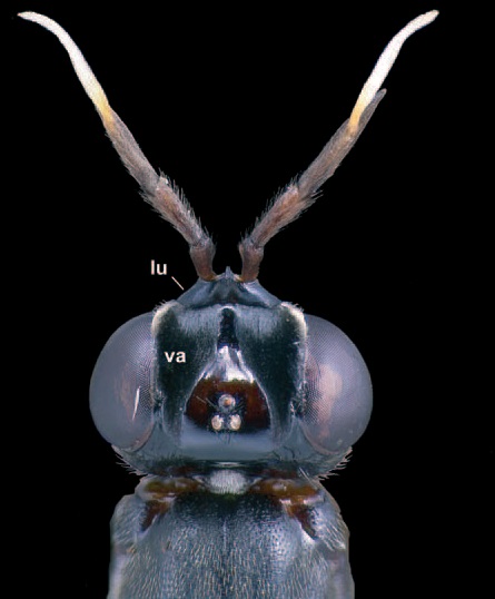 Loxocera (Platystyla) hoffmannseggi, head in dorsal view