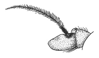 Psila fimetaria, antenna