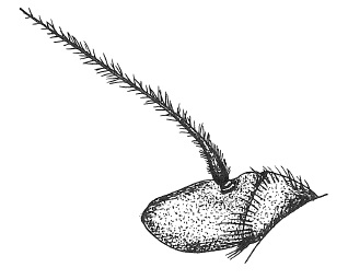 Psila merdaria, antenna