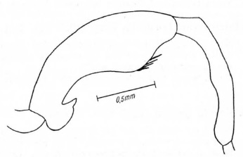 Psilosoma audouini, male hind femur