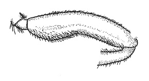 Psilosoma lefebvrei, male hind femur