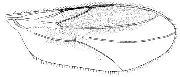 Stilpon corsicanus: wing.
