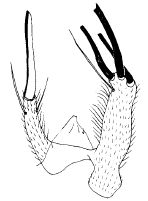 Stilpon corsicanus: male cerci.