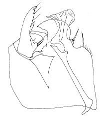 Stilpon corsicanus: male genitalia, ventral view of epandrium.