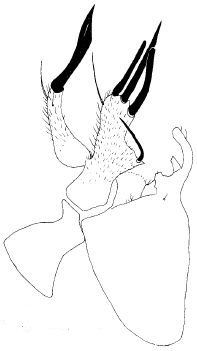 Stilpon corsicanus: male genitalia, cerci with left epandrial lamella.