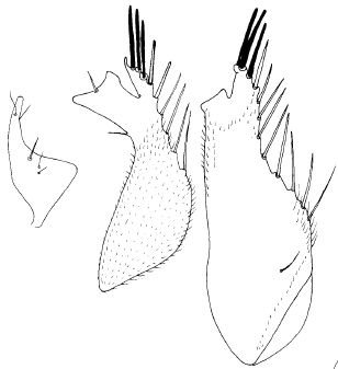 Stilpon corsicanus: male genitalia; left and middle: right epandrial lamella and detail of apex; right: right epandrial lamella in different view.