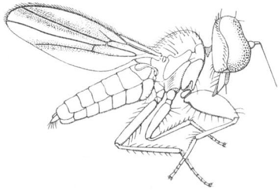Stilpon delamarei: adult, female.