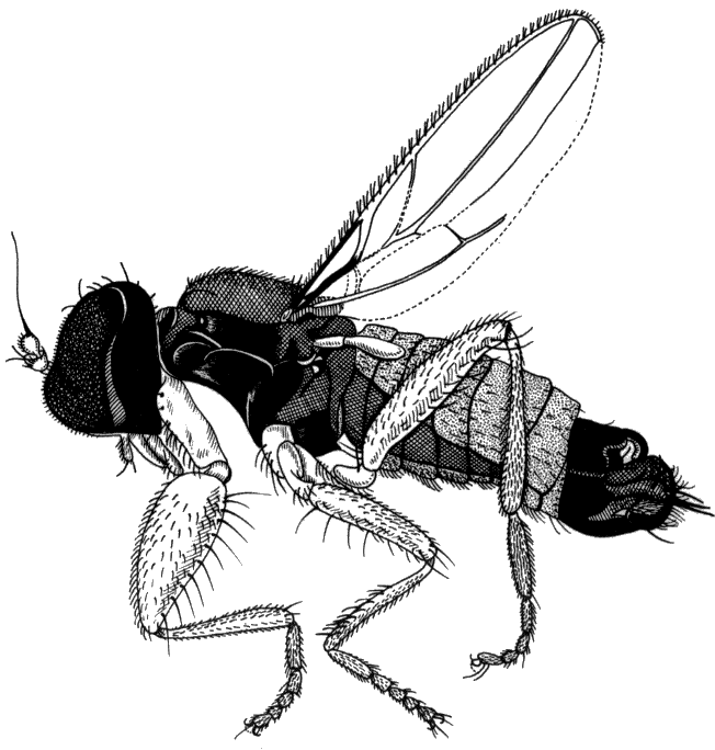 Stilpon graminum, adult male. Size: 1.1-1.3 mm.