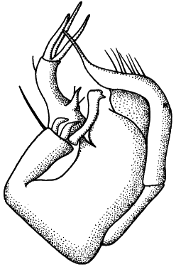 Stilpon graminum, hypopygium with cerci on the left. Right periandrial lamella (x) on the right, left lamella on the left (partly fused with hypandrium).