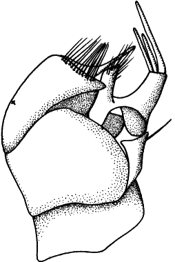Stilpon graminum, hypopygium with cerci on the right. Right periandrial lamella (x) on the left, cerci on the right.