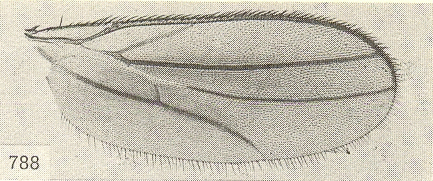 Stilpon graminum, wing (macropterous).